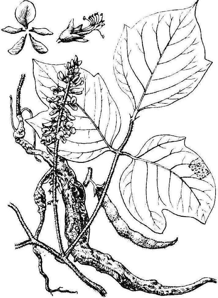 葛根